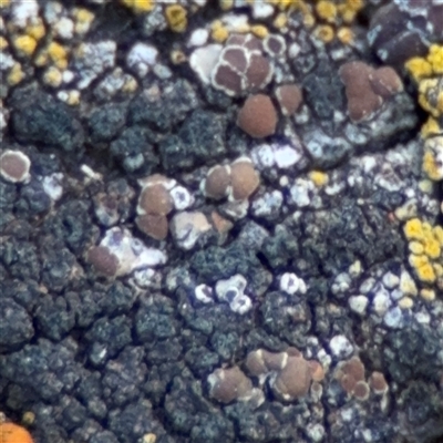 Lecanora flavopallida at City, ACT - 3 Feb 2025 by Hejor1