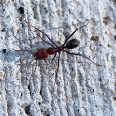 Iridomyrmex purpureus (Meat Ant) at City, ACT - 3 Feb 2025 by Hejor1