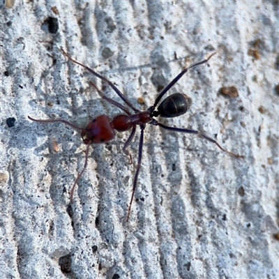 Iridomyrmex purpureus (Meat Ant) at City, ACT - 3 Feb 2025 by Hejor1