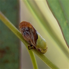 Chaetophyes compacta (Tube spittlebug) at Parkes, ACT - 3 Feb 2025 by Hejor1