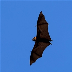 Pteropus poliocephalus (Grey-headed Flying-fox) at Parkes, ACT - 3 Feb 2025 by Hejor1