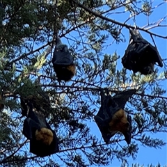 Pteropus poliocephalus at Parkes, ACT - Yesterday 04:40 PM