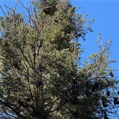 Pteropus poliocephalus at Parkes, ACT - Yesterday 04:40 PM