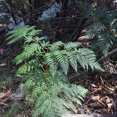 Pteridium esculentum at Tharwa, ACT - 1 Feb 2025 by Clarel