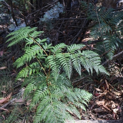 Pteridium esculentum (Bracken) at Tharwa, ACT - 2 Feb 2025 by Clarel