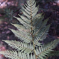 Pteridium esculentum at Tharwa, ACT - 2 Feb 2025 09:34 AM