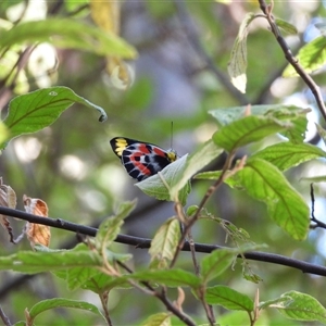 Delias harpalyce (Imperial Jezebel) at Paddys River, ACT by DavidDedenczuk