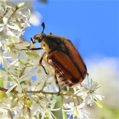 Chondropyga gulosa (Highland cowboy beetle) at Mongarlowe, NSW - 3 Feb 2025 by LisaH