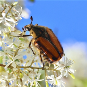 Chondropyga gulosa (Highland cowboy beetle) at Mongarlowe, NSW by LisaH