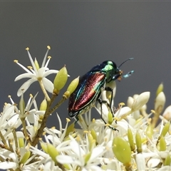 Selagis formosa (A Jewel Beetle) at Mongarlowe, NSW - 3 Feb 2025 by LisaH