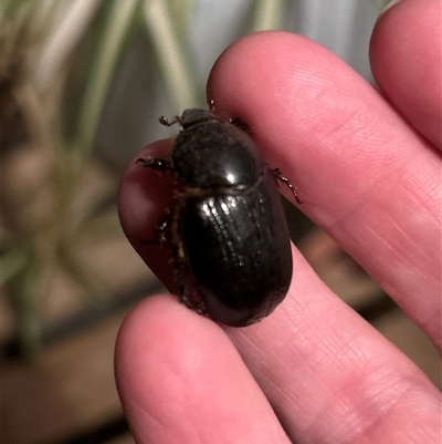 Unidentified Scarab beetle (Scarabaeidae) at Gilmore, ACT - 3 Feb 2025 by Melmo