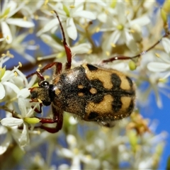 Clithria eucnemis at Mongarlowe, NSW - 3 Feb 2025 by LisaH