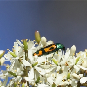 Castiarina scalaris (Scalaris jewel beetle) at Mongarlowe, NSW by LisaH