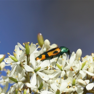 Castiarina scalaris (Scalaris jewel beetle) by LisaH