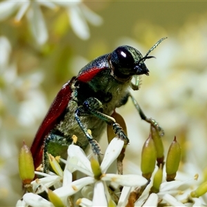 Temognatha variabilis (Variable jewel beetle) at Mongarlowe, NSW by LisaH