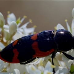 Castiarina bremei (A jewel beetle) at Mongarlowe, NSW - 3 Feb 2025 by LisaH