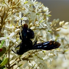 Unidentified Wasp (Hymenoptera, Apocrita) at Mongarlowe, NSW - 3 Feb 2025 by LisaH