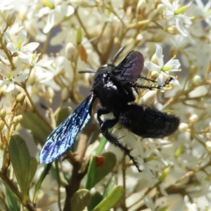 Scoliidae (family) at Mongarlowe, NSW - suppressed