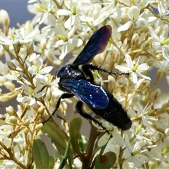 Scoliidae (family) at Mongarlowe, NSW - suppressed