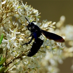 Scoliidae (family) at Mongarlowe, NSW - suppressed