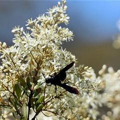 Scoliidae (family) at Mongarlowe, NSW - suppressed