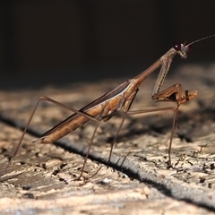 Mantidae (family) adult or nymph at Wanniassa, ACT - 3 Feb 2025 by JohnBundock