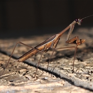 Tenodera australasiae at Wanniassa, ACT by JohnBundock