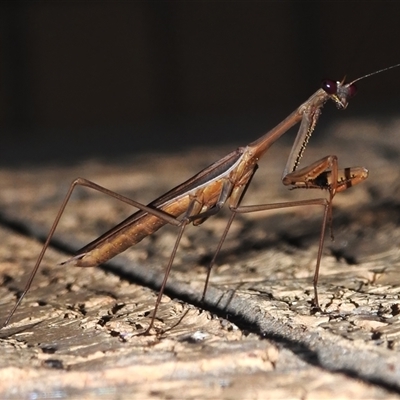 Tenodera australasiae at Wanniassa, ACT - 3 Feb 2025 by JohnBundock