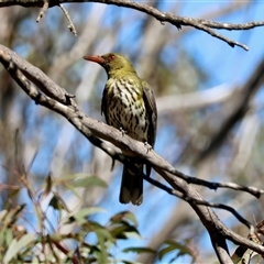 Oriolus sagittatus at Mongarlowe, NSW - 2 Feb 2025 by LisaH