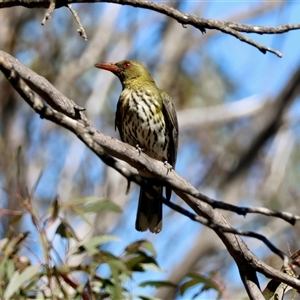 Oriolus sagittatus (Olive-backed Oriole) at Mongarlowe, NSW by LisaH