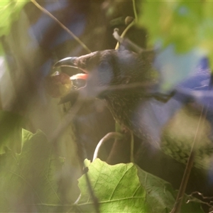 Ptilonorhynchus violaceus (Satin Bowerbird) at Mongarlowe, NSW by LisaH