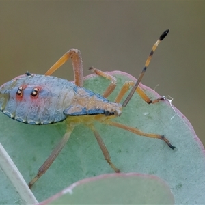 Unidentified Shield, Stink or Jewel Bug (Pentatomoidea) at Googong, NSW by WHall