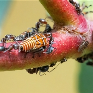 Eurymeloides pulchra at Googong, NSW by WHall