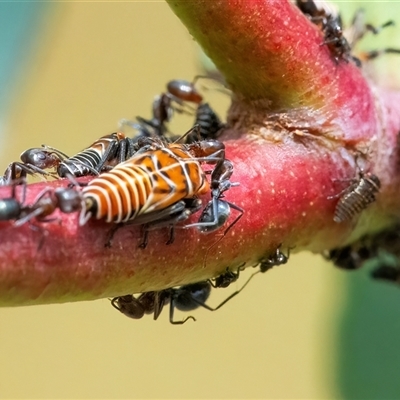 Eurymeloides pulchra (Gumtree hopper) at Googong, NSW - 30 Jan 2025 by WHall