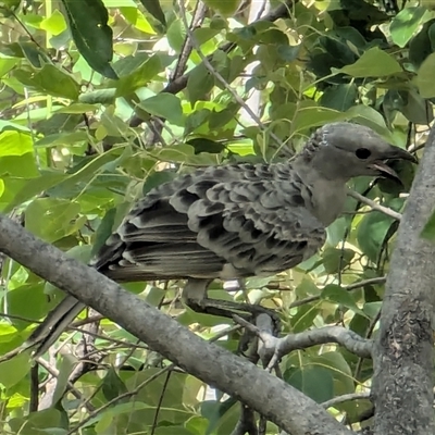 Chlamydera nuchalis (Great Bowerbird) at Nitmiluk, NT - 3 Feb 2025 by HelenCross