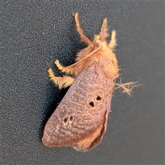 Doratifera quadriguttata and casta at Nitmiluk, NT - 3 Feb 2025 04:06 PM