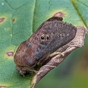 Doratifera quadriguttata at Nitmiluk, NT by HelenCross