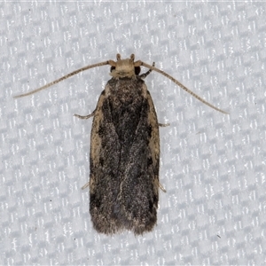 Hoplostega ochroma at Melba, ACT - 1 Feb 2025 11:39 PM