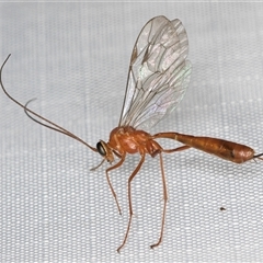 Netelia sp. (genus) (An Ichneumon wasp) at Melba, ACT - 2 Feb 2025 by kasiaaus