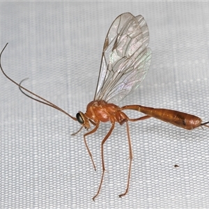 Unidentified Parasitic wasp (numerous families) at Melba, ACT by kasiaaus