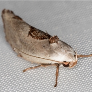 Tymbophora peltastis at Melba, ACT - 1 Feb 2025 11:42 PM