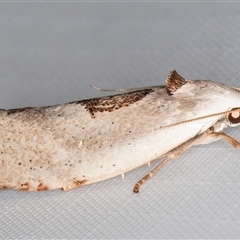 Tymbophora peltastis at Melba, ACT - 1 Feb 2025 11:42 PM