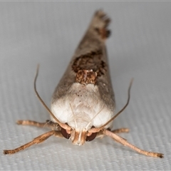 Tymbophora peltastis at Melba, ACT - 1 Feb 2025 11:42 PM