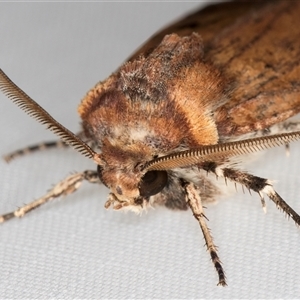 Agrotis porphyricollis at Melba, ACT by kasiaaus