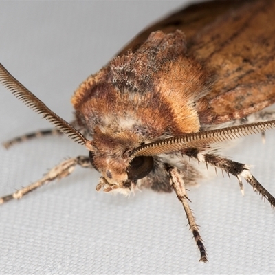 Agrotis porphyricollis at Melba, ACT - 2 Feb 2025 by kasiaaus