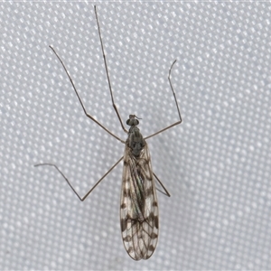 Unidentified Crane fly, midge, mosquito or gnat (several families) at Melba, ACT by kasiaaus