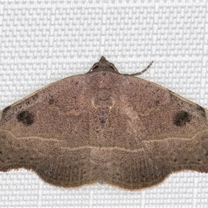 Sophta concavata at Melba, ACT - 2 Feb 2025 10:59 PM