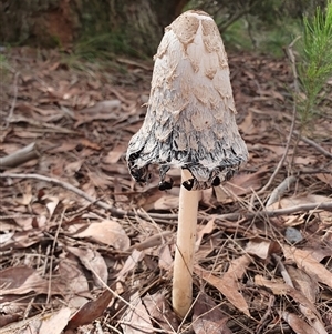 Coprinus comatus (Shaggy Ink Cap) at Penrose, NSW - 2 Feb 2025 by Aussiegall