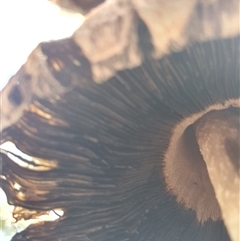 Coprinus comatus at Penrose, NSW - 2 Feb 2025 05:53 PM