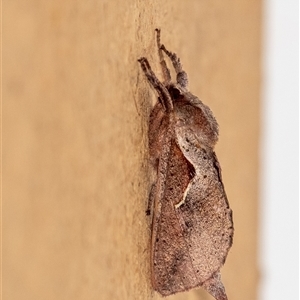 Elhamma australasiae at Penrose, NSW - suppressed